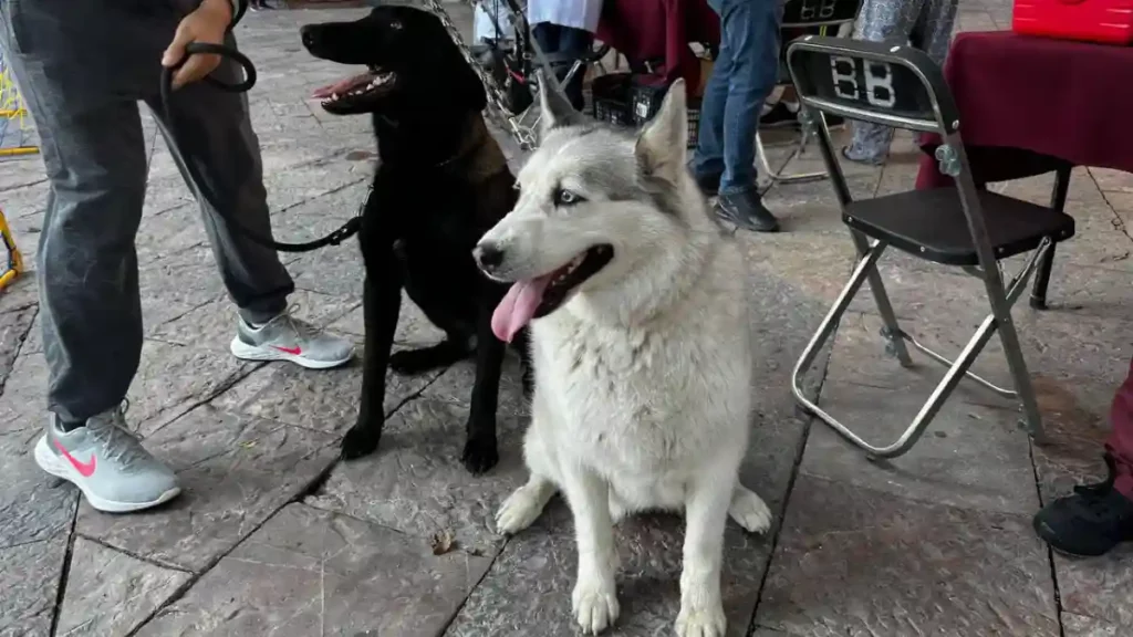 Ariadna Ayala continúa impulsando servicios veterinarios gratuitos en Atlixco 