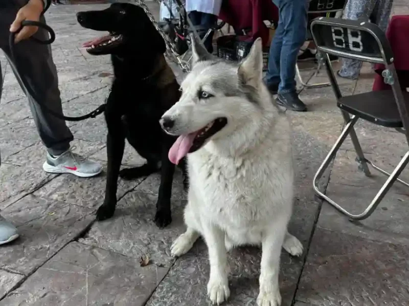 Ariadna Ayala continúa impulsando servicios veterinarios gratuitos en Atlixco 
