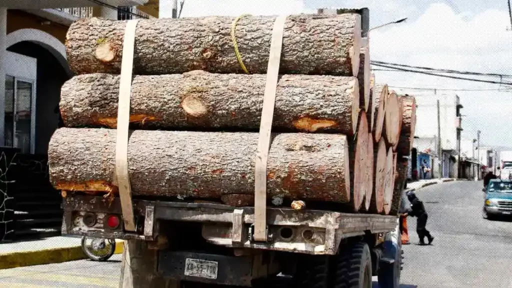 Medio Ambiente municipal acusa tala ilegal con tres denuncias ante la Fiscalía de Puebla