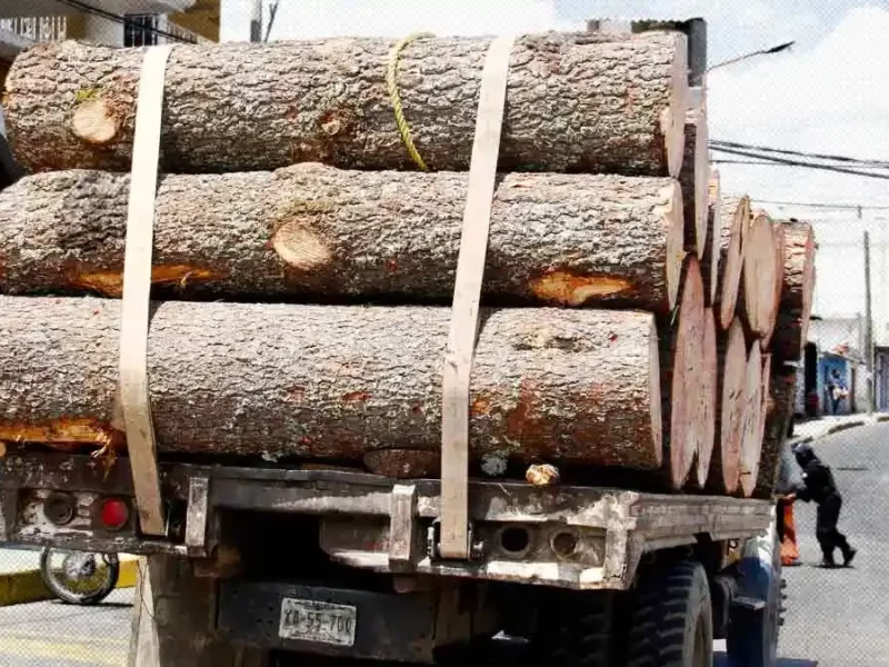 Medio Ambiente municipal acusa tala ilegal con tres denuncias ante la Fiscalía de Puebla