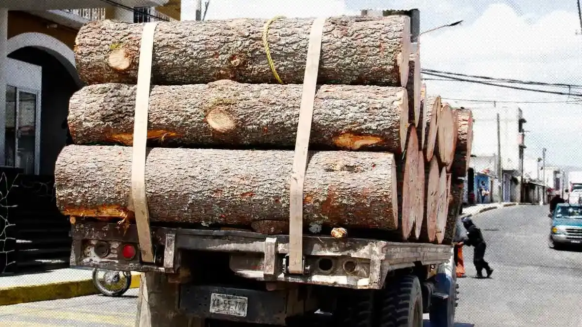 Medio Ambiente municipal acusa tala ilegal con tres denuncias ante la Fiscalía de Puebla