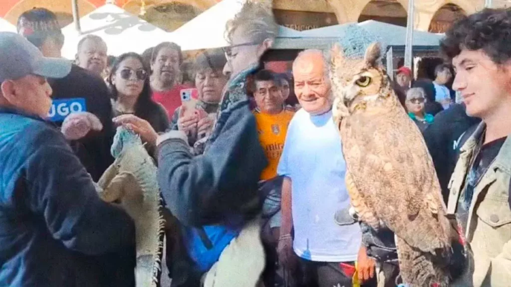 Exhibición de animales exóticos en zócalo de Puebla provoca críticas y deslinde de Bienestar Animal