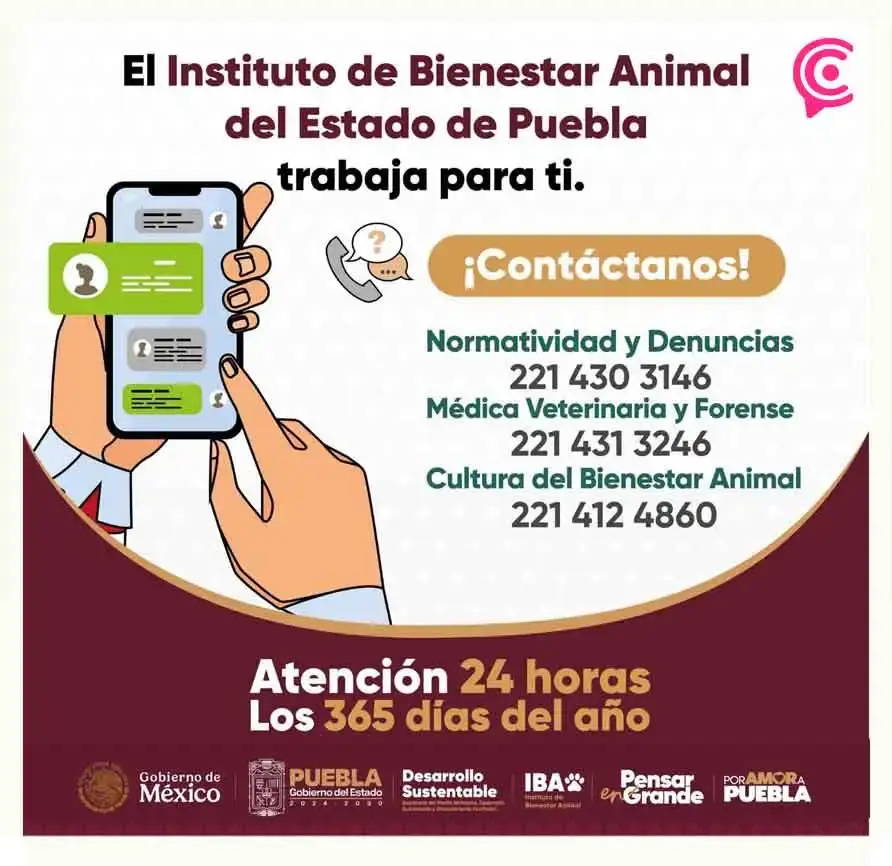 Buscan a Iñaki, perro extraviado en Puebla; desapareció en la zona de CAPU