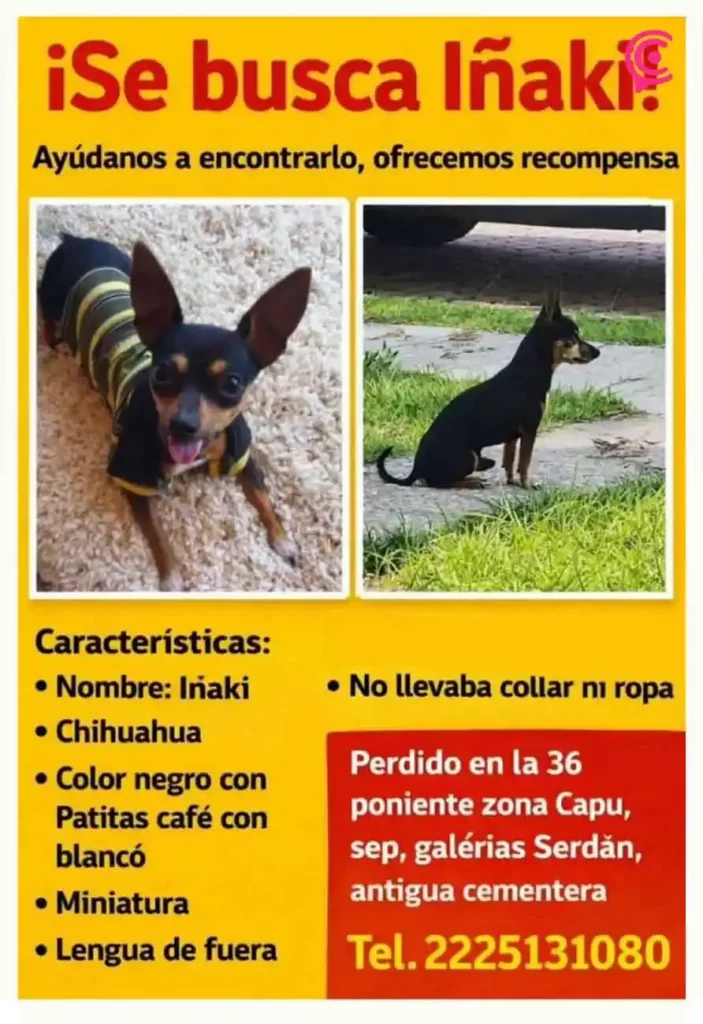 Buscan a Iñaki, perro extraviado en Puebla; desapareció en la zona de CAPU