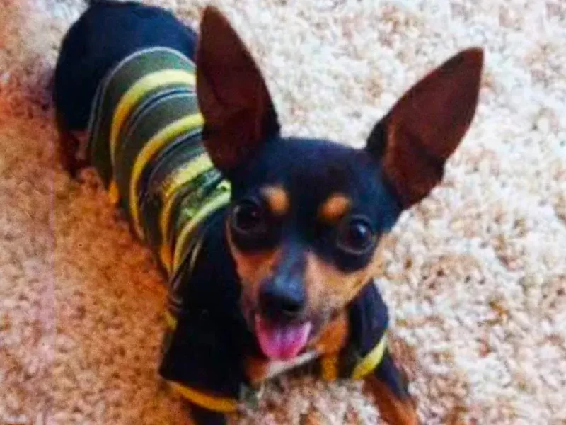 Buscan a Iñaki, perro extraviado en Puebla; desapareció en la zona de CAPU