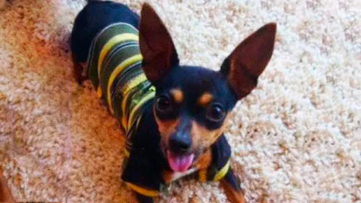 Buscan a Iñaki, perro extraviado en Puebla; desapareció en la zona de CAPU