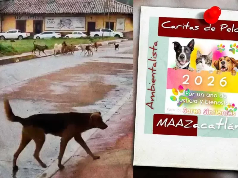 ONG critica lento actuar de Bienestar Animal en Zacatlán tras reporte de jauría violenta