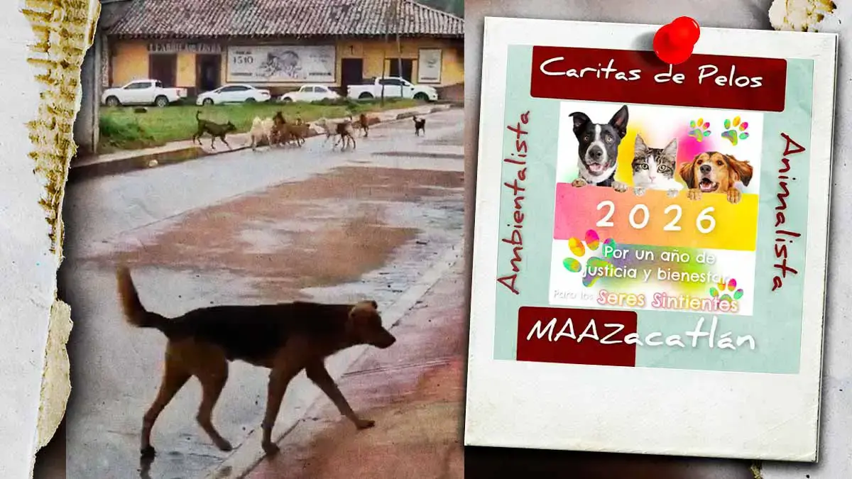 ONG critica lento actuar de Bienestar Animal en Zacatlán tras reporte de jauría violenta