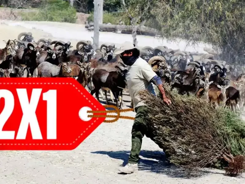 Convierte tu árbol de Navidad en entradas dobles para Africam Safari este 2026