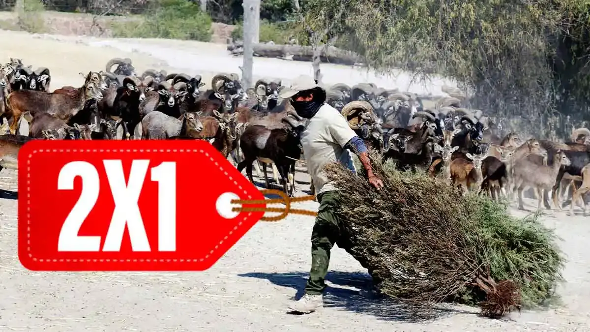 Convierte tu árbol de Navidad en entradas dobles para Africam Safari este 2026