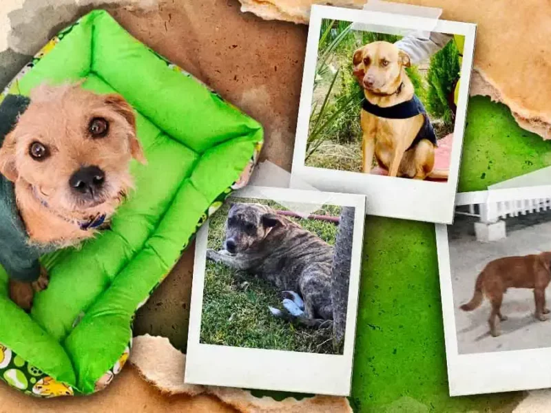 Animalistas denuncian retiro y desaparición de perros que habitaban dentro del CBTIS 229 en Tehuacán, Puebla
