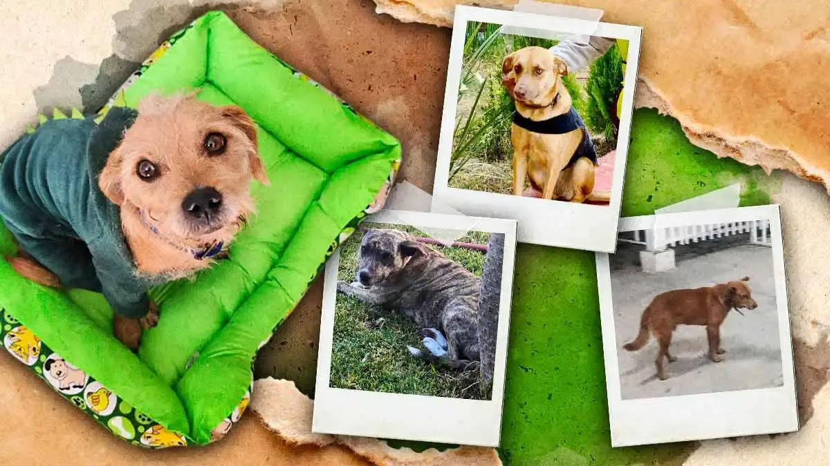 Animalistas denuncian retiro y desaparición de perros que habitaban dentro del CBTIS 229 en Tehuacán, Puebla