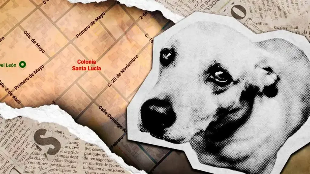 Denuncian envenenamiento masivo de perros en la colonia Santa Lucía de Puebla  