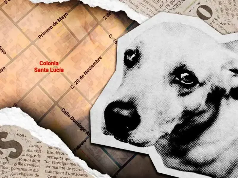 Denuncian envenenamiento masivo de perros en la colonia Santa Lucía de Puebla  