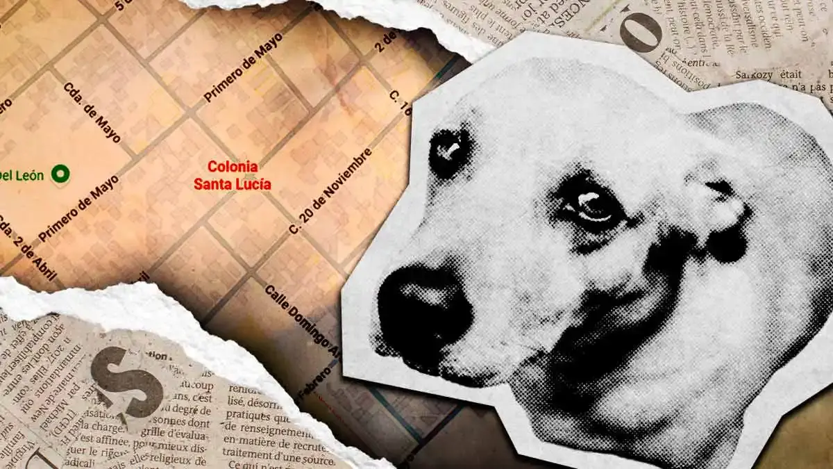 Denuncian envenenamiento masivo de perros en la colonia Santa Lucía de Puebla