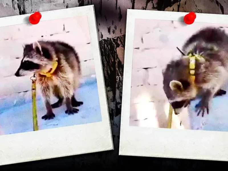 Exhiben presunta venta de mapache vía Facebook en Puebla; especie está en peligro de extinción
