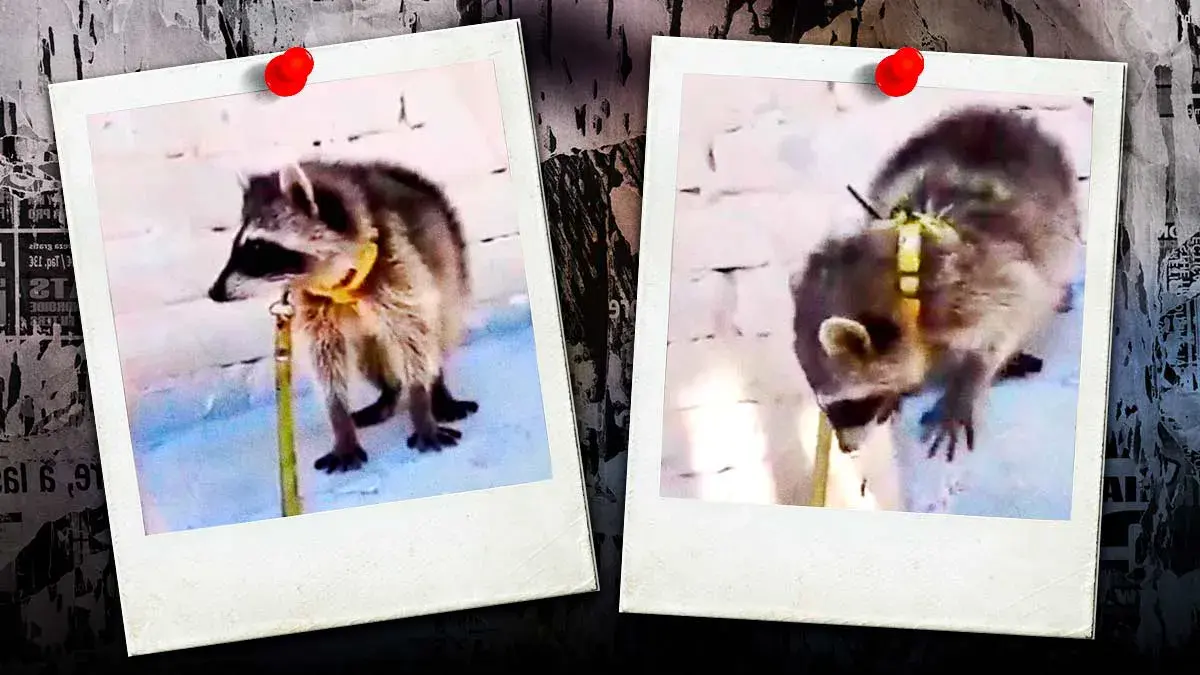 Exhiben presunta venta de mapache vía Facebook en Puebla; especie está en peligro de extinción