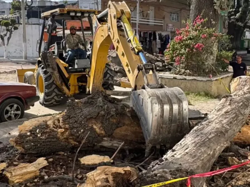 Atendió Protección Civil de Texmelucan reporte de caída de rama de árbol en Carril de San Miguel