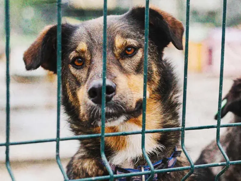 Denuncias por venta ilegal de animales en Puebla se acumularon en 2025; Analco concentra la mayoría