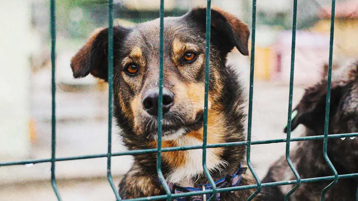 Denuncias por venta ilegal de animales en Puebla se acumularon en 2025; Analco concentra la mayoría