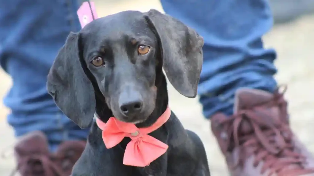 Emite Gobierno de la Ciudad medidas para el cuidado de mascotas ante temporada de frío