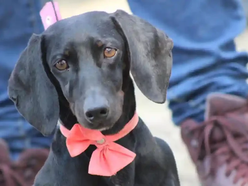 Emite Gobierno de la Ciudad medidas para el cuidado de mascotas ante temporada de frío