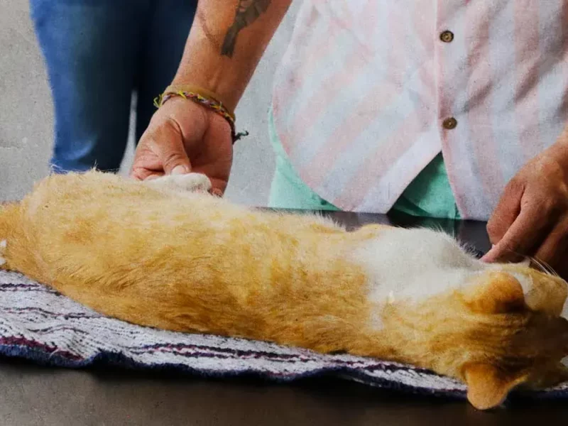 Movimiento Animalista de Puebla realizó más de 28 mil esterilizaciones en 2025