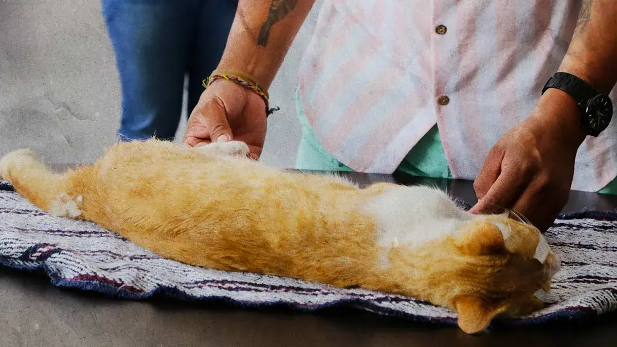 Movimiento Animalista de Puebla realizó más de 28 mil esterilizaciones en 2025