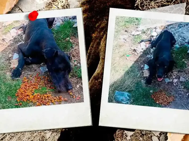 Abandonan a perro enfermo y herido en la autopista México-Puebla; caso genera indignación