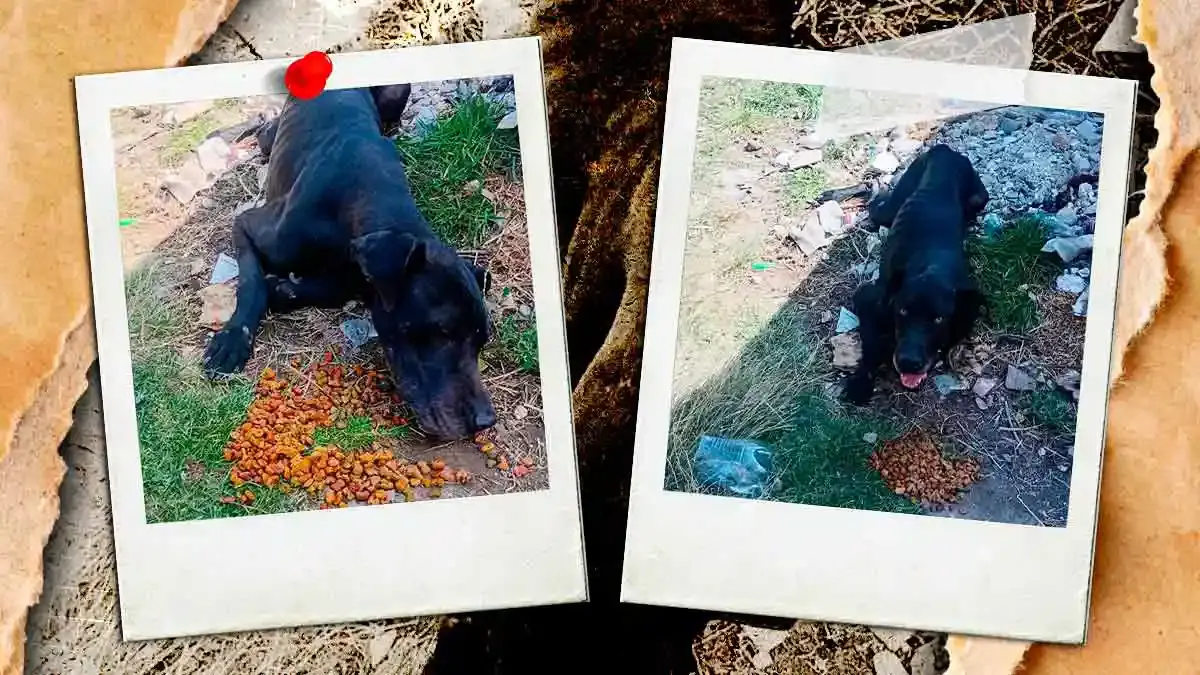 Abandonan a perro enfermo y herido en la autopista México-Puebla; caso genera indignación