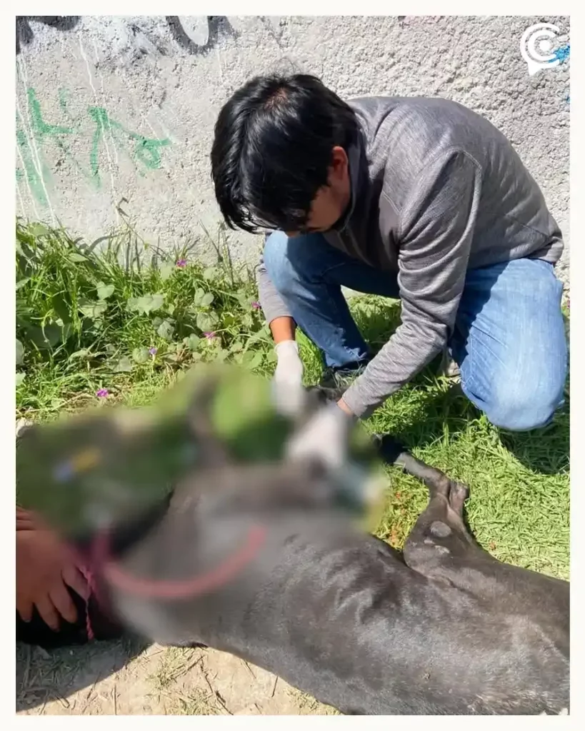 Centro de Bienestar Animal de Cuautlancingo rescata a perro abandonado en la autopista México-Puebla