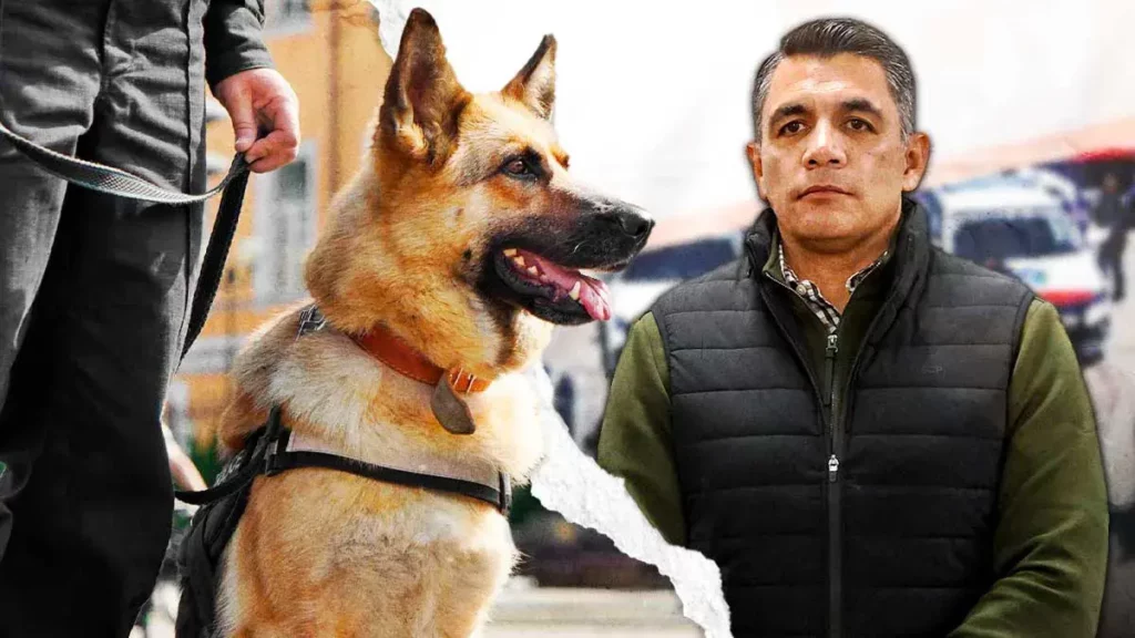 Perros K9 descubren 151 kilos de droga en paquetería y Central de Abasto Puebla