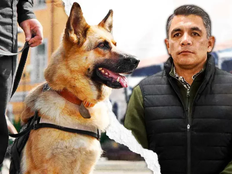 Perros K9 descubren 151 kilos de droga en paquetería y Central de Abasto Puebla