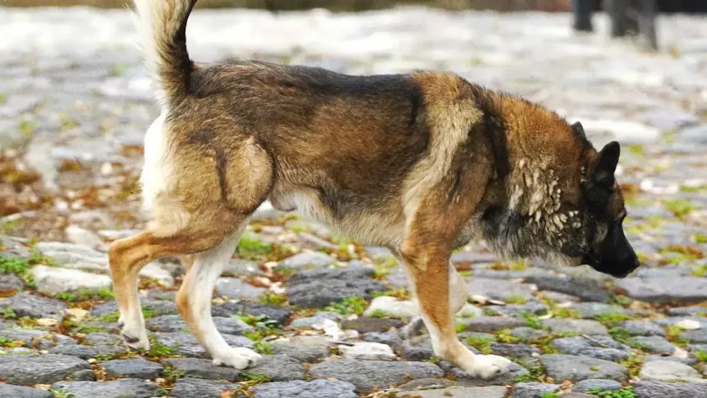 Autoridades de San Martín Texmelucan investigarán envenenamiento masivo de perros comunitarios en San Francisco Tepeyecac