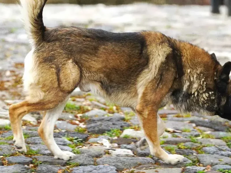 Autoridades de San Martín Texmelucan investigarán envenenamiento masivo de perros comunitarios en San Francisco Tepeyecac