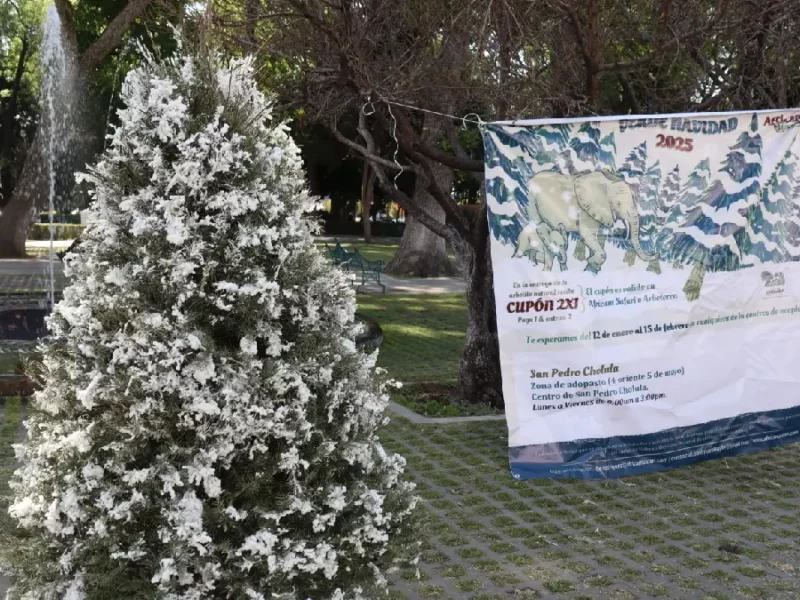 Promueve Gobierno de San Pedro Cholula el reciclaje de árboles de Navidad