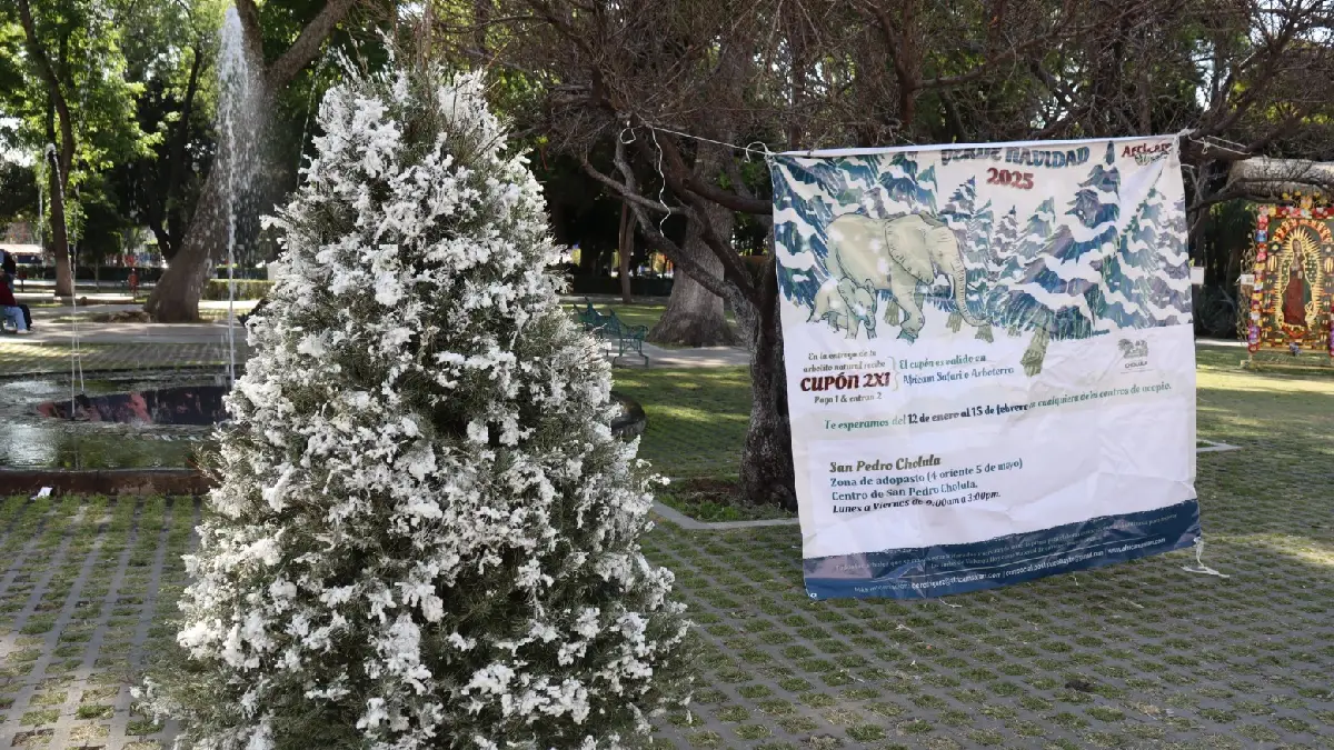 Promueve Gobierno de San Pedro Cholula el reciclaje de árboles de Navidad