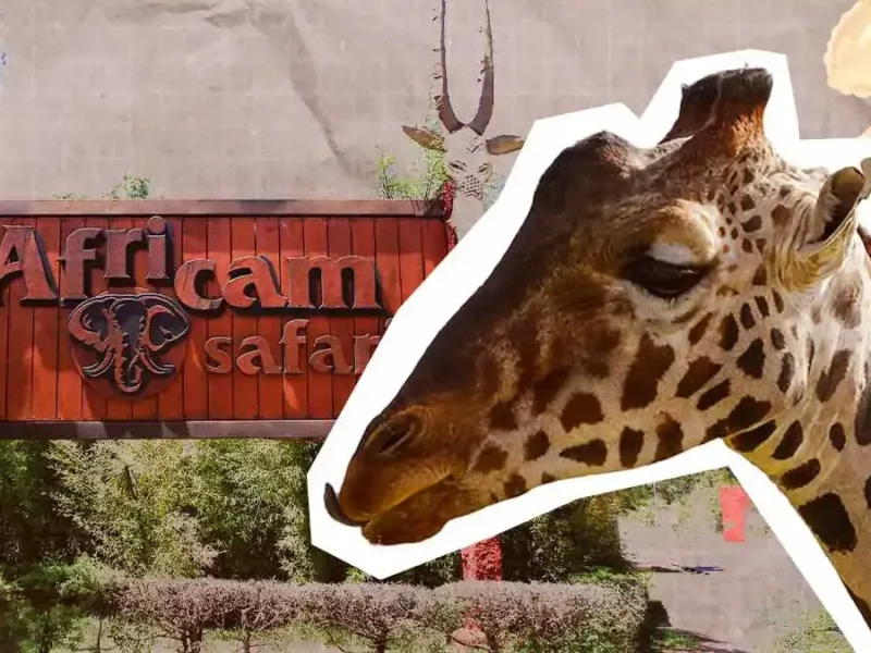 Benito, la jirafa, cumple dos años rodeado de amor y cuidado en Africam Safari 