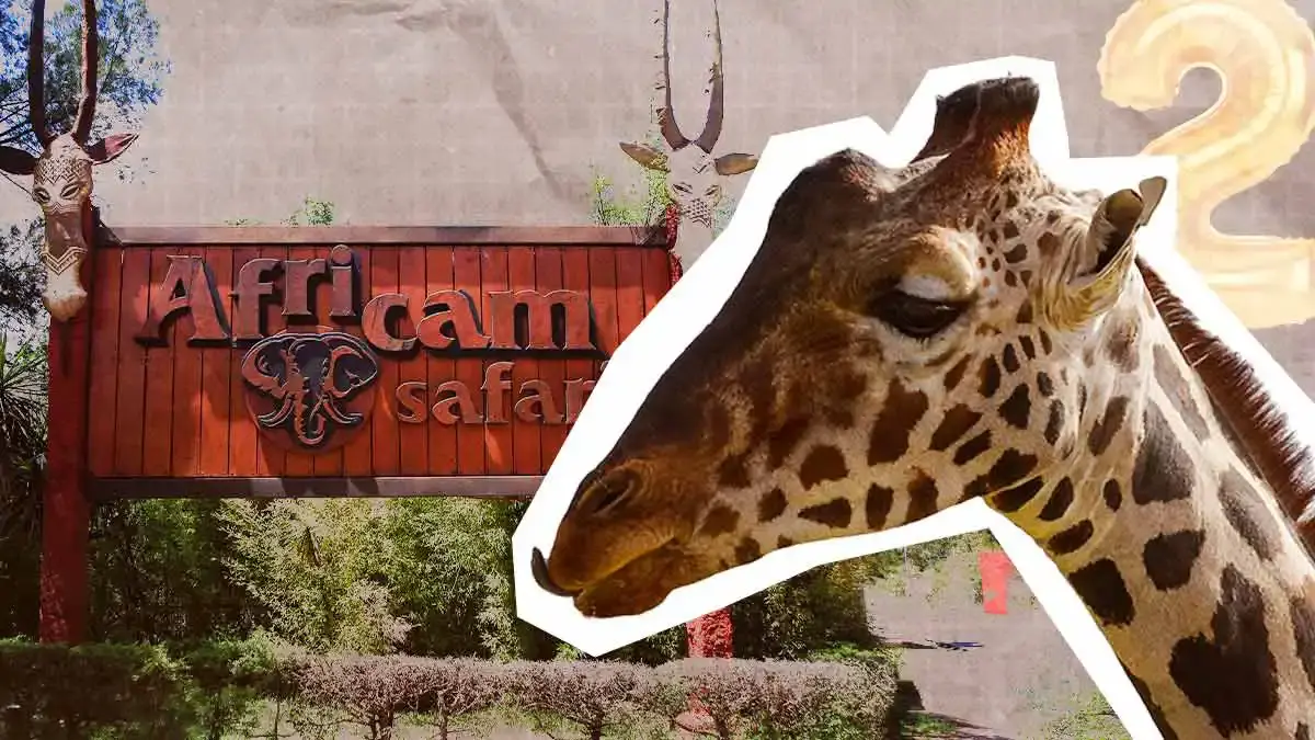 Benito, la jirafa, cumple dos años rodeado de amor y cuidado en Africam Safari 