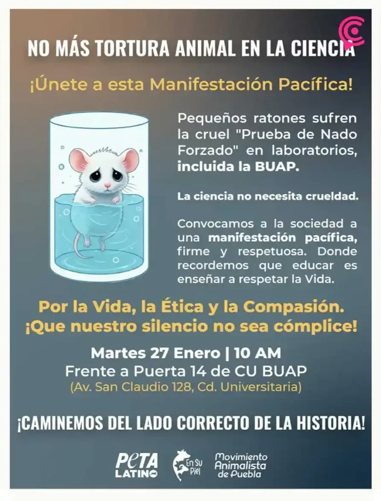 BUAP descarta uso de ratones en pruebas de laboratorio; desde hace 40 años