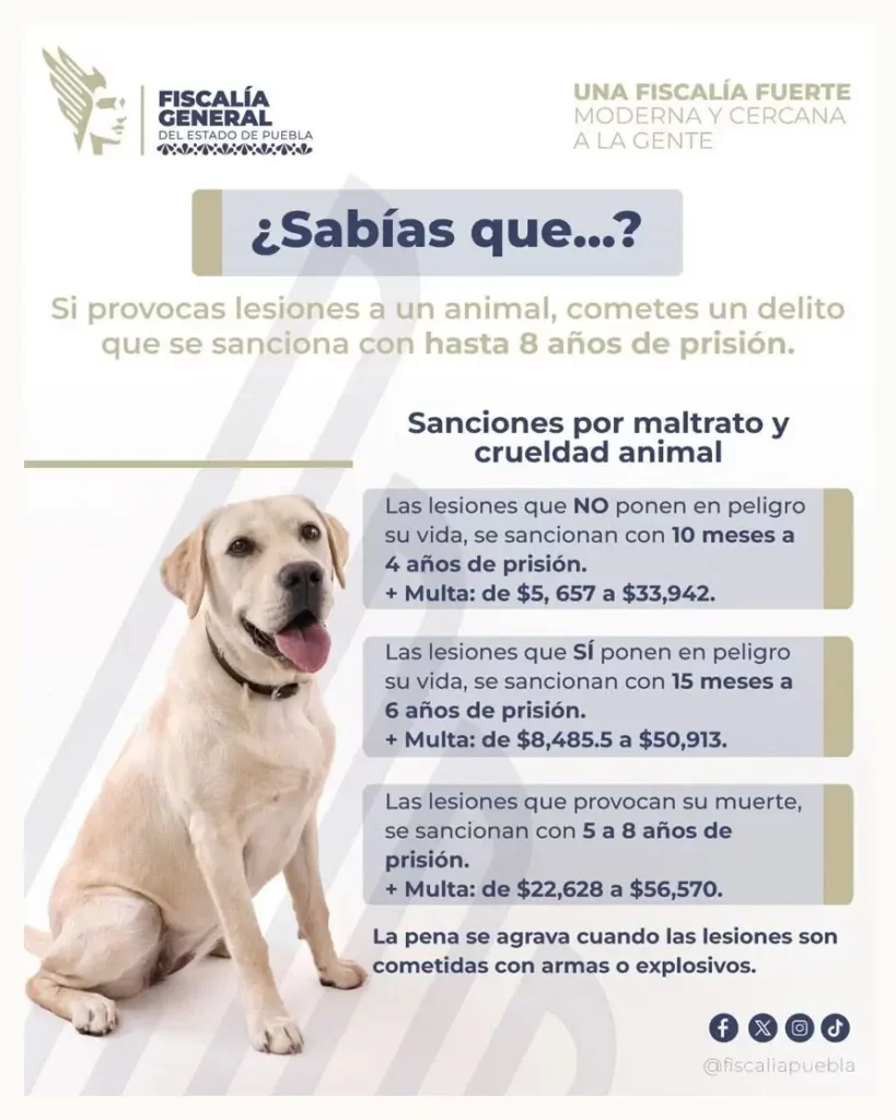 Exhiben a mujer que golpea a sus perros en la Colonia Constitución Mexicana de Puebla