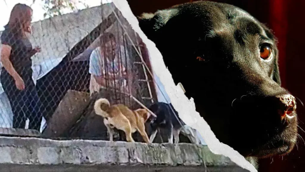 Exhiben a mujer que golpea a sus perros en la Colonia Constitución Mexicana de Puebla