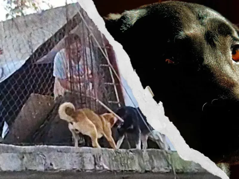Exhiben a mujer que golpea a sus perros en la Colonia Constitución Mexicana de Puebla