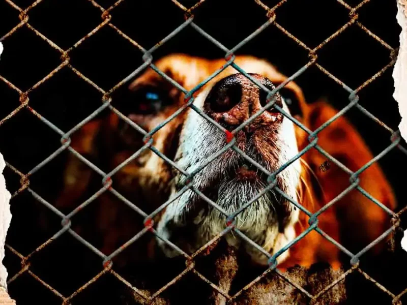 Presentó Bienestar Animal de Texmelucan denuncia contra maltrato de seres sintientes