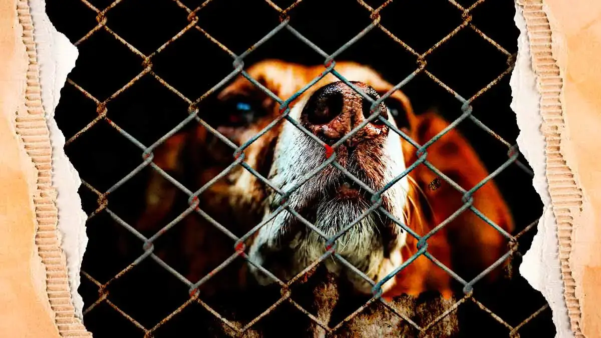 Presentó Bienestar Animal de Texmelucan denuncia contra maltrato de seres sintientes