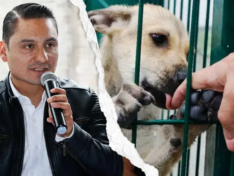 Medio Ambiente confirma rescate de 34 animales en Puebla; ejemplares provienen de la venta ilegal