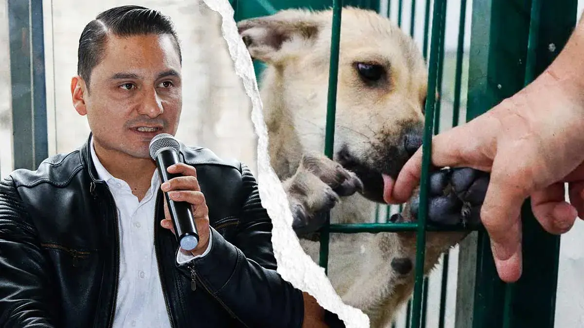 Medio Ambiente confirma rescate de 34 animales en Puebla; ejemplares provienen de la venta ilegal
