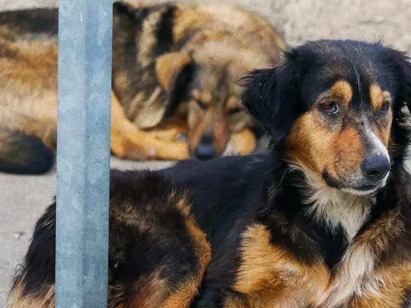 Organización protectora de animales denuncia podcast donde incitan a envenenar perros en Zacatlán, Puebla