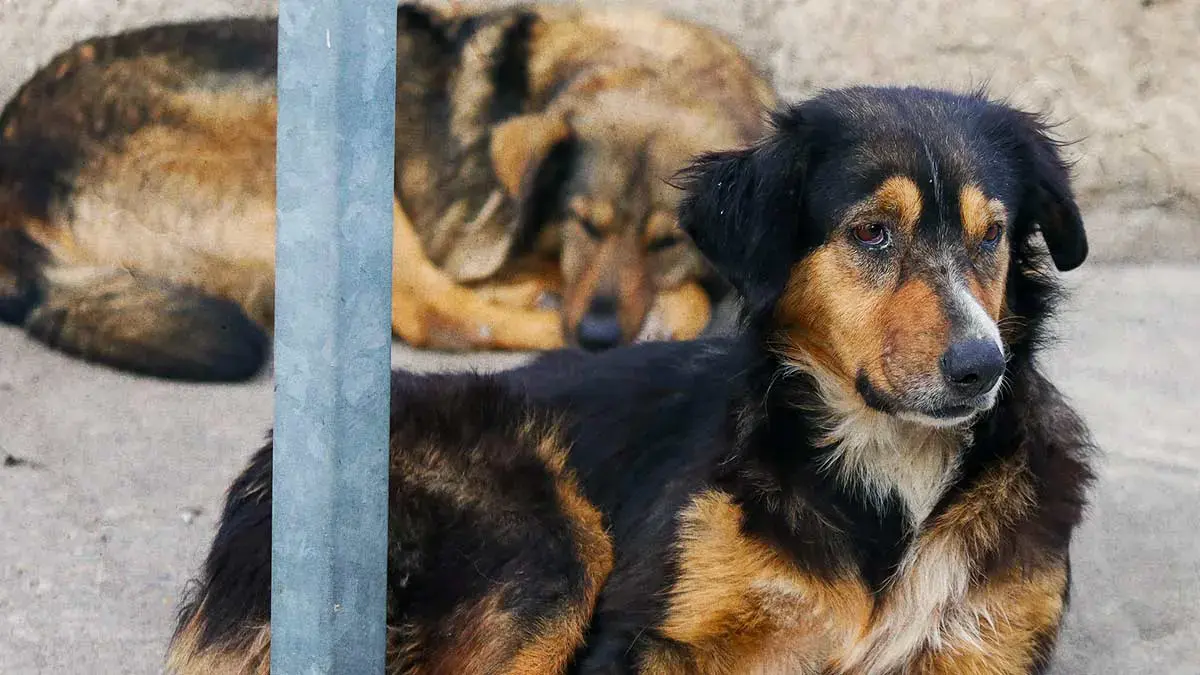 Organización protectora de animales denuncia podcast donde incitan a envenenar perros en Zacatlán, Puebla