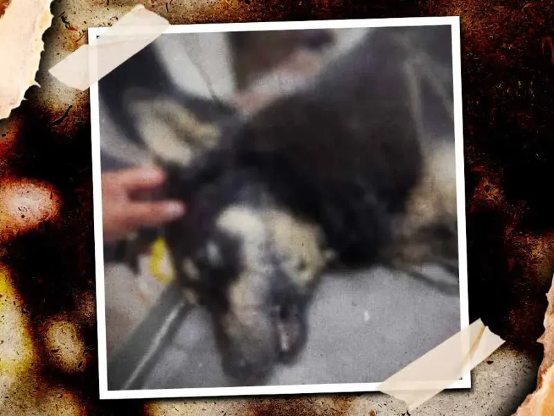 Tras polémica por podcast, reportan primer perro envenenado en Zacatlán